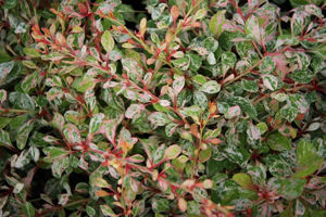 Bild von Berberis